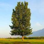 Hybrid poplar trees are very fast growers with an upright form.