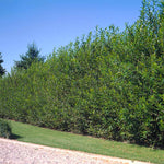 These mature Willow Hybrids grow up to 6 feet a year.