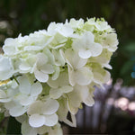 Fire Light Hydrangea's blooms emerge white and age to a vivid red. <br>Photo Courtesy of Proven Winners - www.provenwinners.com