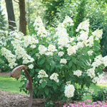 Fire Light Hydrangea's blooms emerge white and age to a vivid red. <br>Photo Courtesy of Proven Winners - www.provenwinners.com