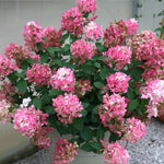 Fire Light Hydrangea's large flowers age to red early in the summer for a colorful display. <br>Photo Courtesy of Proven Winners - www.provenwinners.com