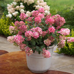 Fire Light Hydrangea's large flowers age to red early in the summer for a colorful display. <br>Photo Courtesy of Proven Winners - www.provenwinners.com