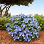 Pop Star is a compact hydrangea with the fastest rebloom time of any hydrangea.