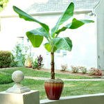 Makes a great patio potted plant.