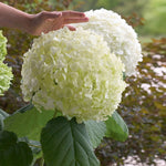 Images shown are of mature plants <br>Courtesy of Proven Winners - www.provenwinners.com