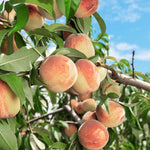 Indian Free White Peach Tree