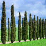 When mature Italian Cypress can reach heights of 40 feet.