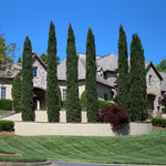 Italian Cypress make a statement in any landscape.