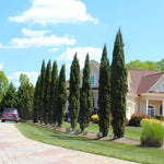Italian Cypress can give privacy without walls.