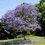 Jacaranda trees fill with magical bluish purple blooms.