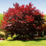 Summer foliage is a dark red but color varies based on how light hits the leaves.