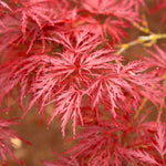 Red Dragon Japanese Maple turns scarlet red in fall.