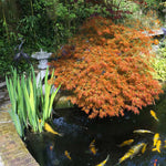 Viridis Weeping Japanese Maple turns a mix of orange and yellow in fall.