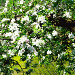 Your apple tree will have white flowers every spring.