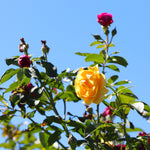 Julia Child and Ebb Tide™ Two-fer® Rose Tree