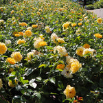 Julia Child Roses are incredibly disease resistant and have tons of blooms making this a staff favorite.