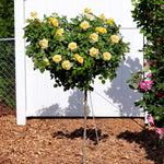 Julia Child Standard Rose Tree