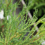 The wispy foliage is the most vertical of all our junipers.