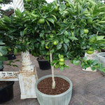 Key Lime Trees do well in containers like this mature tree.  Bring indoors in colder zones in winter.