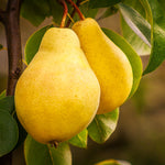 Kieffer Pear Trees are a cross of European and Chinese sand pears.