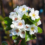 Your pear tree will be filled with blooms in the spring.