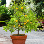 Bring your Kishu Mandarin inside for winter, just place near a sunny window.