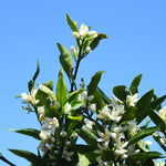 Your citrus tree will produce small white blossoms with an intoxicating perfume.