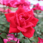 Knock Out® Rose Tree