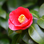 Korean Fire Camellia Shrub