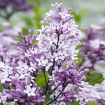 Images shown are of mature Korean Lilac Trees
