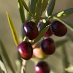 Koroneiki Greek Olive Tree