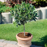 Koroneiki Greek Olive Tree