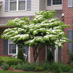 The Kousa dogwood is a disease resistant dogwood from Asia. It blooms profusely in late spring.