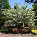 The Kousa dogwood is a disease resistant dogwood from Asia. It blooms profusely in late spring.