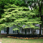 Dogwoods are smaller trees that grow well in part to full shade and under the canopy of larger trees.