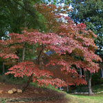 Kousa Dogwoods have red foliage in fall.
