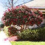 Camellia shrubs can be pruned in to tree forms.