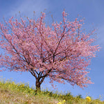 Kwanzan Cherry Tree