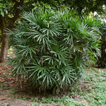 Lady Palm Tree