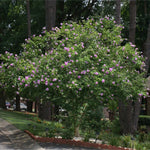 Lavender Rose of Sharon Althea Tree