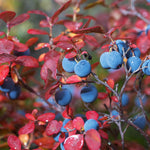 Legacy Blueberry shrubs are large producers with great fall color.