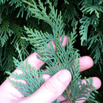 Soft, flexible foliage is easily pruned.