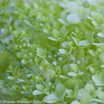 Bright Lime Colored Blooms <br>Courtesy of Proven Winners - www.provenwinners.com