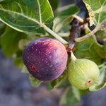 Vigorous fruit is 1½ inches of sweetness.