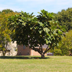 Little Miss Figgy™ Fig Tree