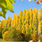Lombardy Poplar trees give you yellow color in fall.