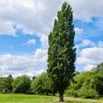 Lombardy Poplar trees narrow columnar growth fit anywhere in your landscape.