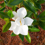 'Little Gem' Magnolia has smaller leaves than regular magnolias.