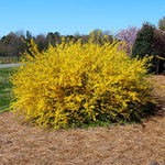 Forsythia is one of the earliest bloomers of spring.