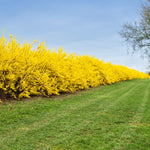 Lynwood Gold Forsythia makes an unusual but effective hedge choice.